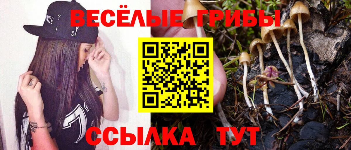 Лениногорск  Галлюциногенные грибы Psilocybine cubensis  Вход с VPN 